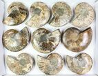Lot: / - Cut Ammonite Pairs (Grade B) - Pairs #77336-1